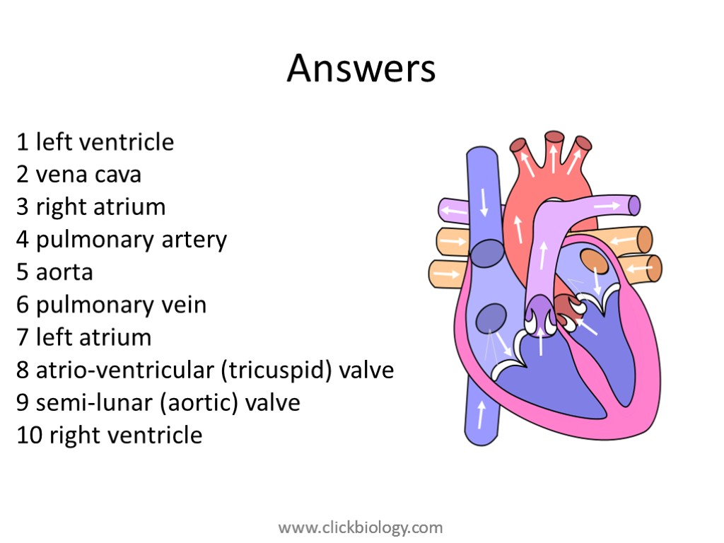 Answers 1 left ventricle 2 vena cava 3 right atrium 4 pulmonary artery 5